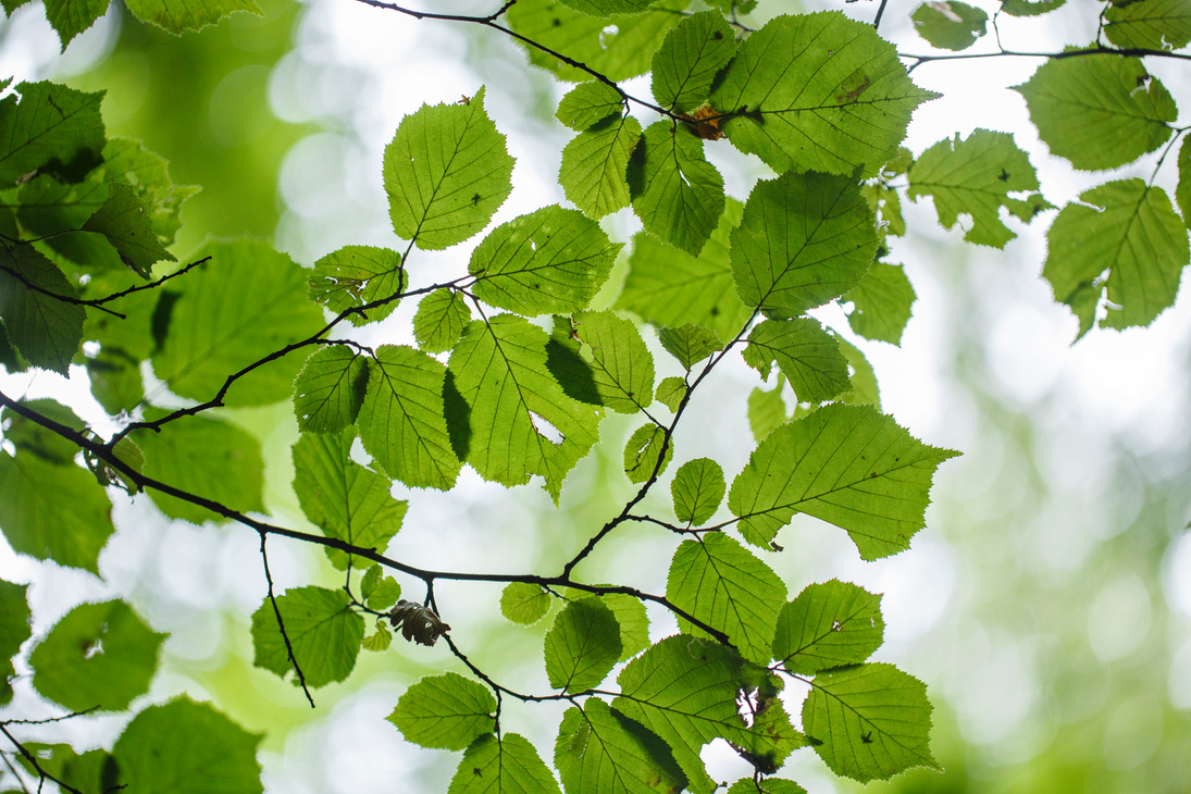 Photo Of Green Leaves